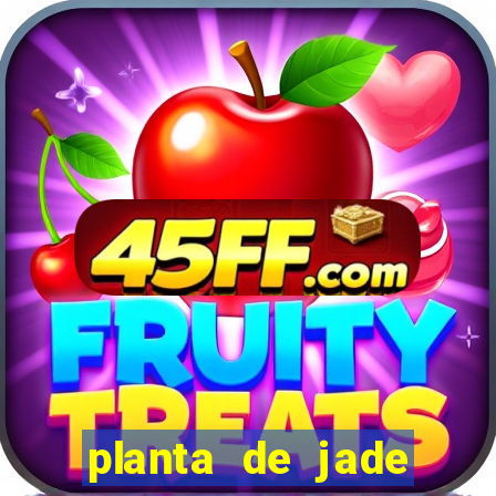 planta de jade significado espiritual